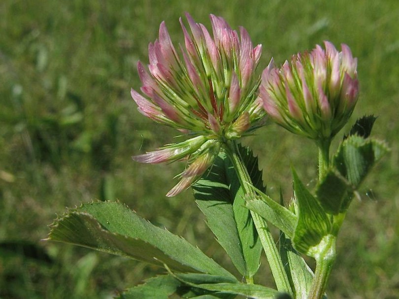 Sziki here - Trifolium angulatum, Trifolium angulatum, etnobotanika